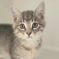 Thumbnail photo of Durian #1