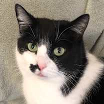 Thumbnail photo of Motley #1