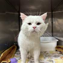 Thumbnail photo of Sir Nubbins #3