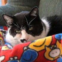 Thumbnail photo of Motley #2