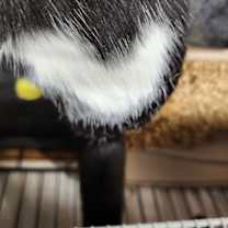 Thumbnail photo of Heartthrob #2