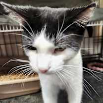 Thumbnail photo of Heartthrob #3