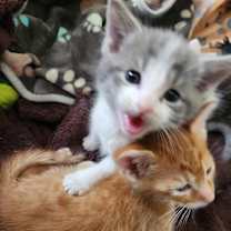 Thumbnail photo of Boo #2