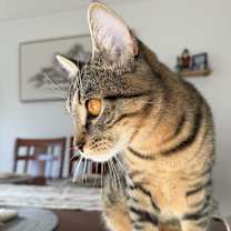 Thumbnail photo of Simba #3