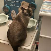 Thumbnail photo of Lucy #3