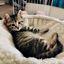 Thumbnail photo of Caramel #2