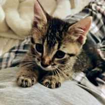 Thumbnail photo of Bit O Honey #2