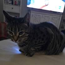 Thumbnail photo of Nova #4