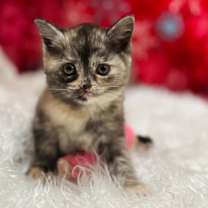 Thumbnail photo of Fuji #1