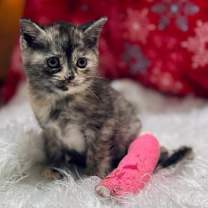 Thumbnail photo of Fuji #2