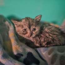 Thumbnail photo of Fuji #3