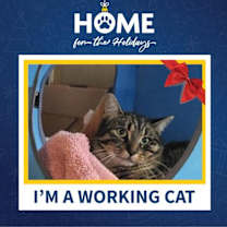 Thumbnail photo of Zander (working Cat) #1