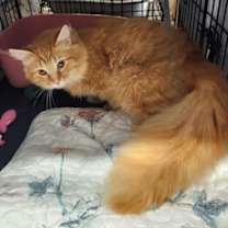 Thumbnail photo of Oliver #1