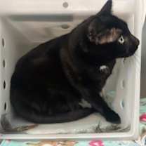 Thumbnail photo of Daisy #2