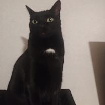 Thumbnail photo of Daisy #4