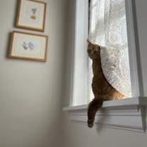 Thumbnail photo of Clementine #3