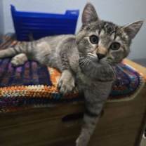 Thumbnail photo of Forest #2