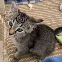 Thumbnail photo of Forest #3