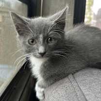 Thumbnail photo of Boe #1