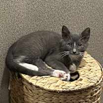 Thumbnail photo of Boe #2