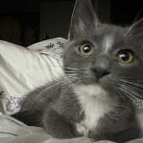 Thumbnail photo of Boe #3