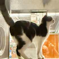 Thumbnail photo of Dottie #4