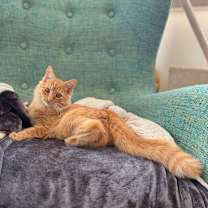 Thumbnail photo of Simba #1