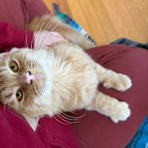 Thumbnail photo of Simba #2