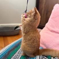 Thumbnail photo of Simba #3