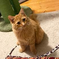 Thumbnail photo of Simba #4