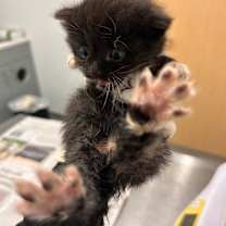 Thumbnail photo of Pugsley #3