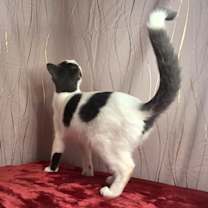 Thumbnail photo of Cornesha #2