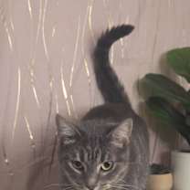 Thumbnail photo of Sarabi #2