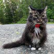 Thumbnail photo of RC #1