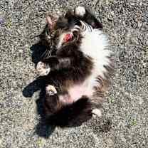 Thumbnail photo of RC #2