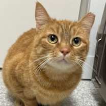 Thumbnail photo of Mango #1