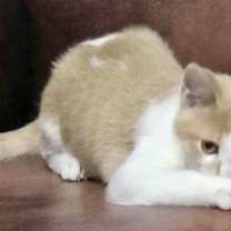 Thumbnail photo of Pumpkin Pie bonded with Apple Cider #3