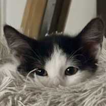 Thumbnail photo of Ellis bonded pair with Alfie #3