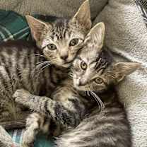 Thumbnail photo of Bean bonded pair with Chimander #2