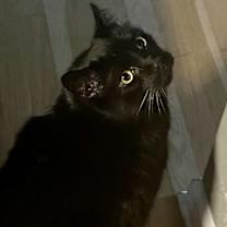 Thumbnail photo of Austin Bonded Pair with Rubin #1