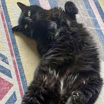 Thumbnail photo of Austin Bonded Pair with Rubin #2