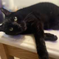 Thumbnail photo of Austin Bonded Pair with Rubin #3