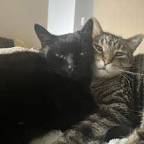 Thumbnail photo of Austin Bonded Pair with Rubin #4