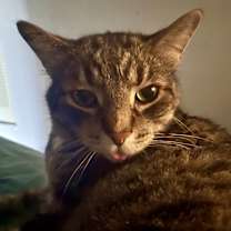 Thumbnail photo of Rubin Bonded Pair with Austin #1