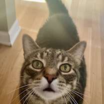 Thumbnail photo of Rubin Bonded Pair with Austin #2