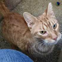 Thumbnail photo of Sommer #4