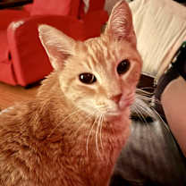 Thumbnail photo of Brandis Bonded Sibling Pair with Angus #1