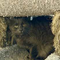 Thumbnail photo of Frosty #2