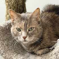 Thumbnail photo of Krabby Patty Bonded Pair with Ursa #4