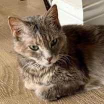 Thumbnail photo of Ursa Bonded Pair with Krabby Patty #4